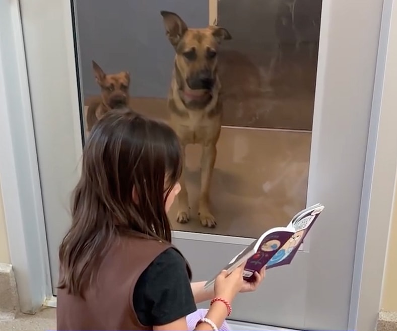 ‘Read To a Shelter Dog’ Programs